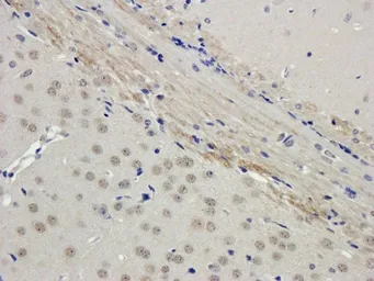 Anti-Filaggrin antibody used in IHC (Paraffin sections) (IHC-P). GTX37695