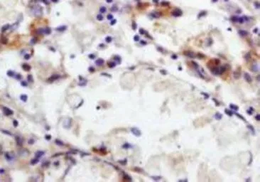 Anti-CD66b antibody used in IHC (Paraffin sections) (IHC-P). GTX37742