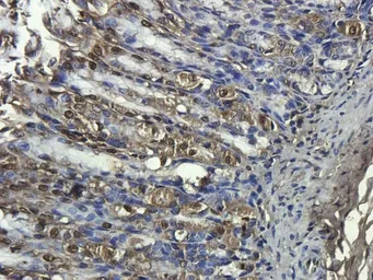 Anti-CD68 antibody used in IHC (Paraffin sections) (IHC-P). GTX37743