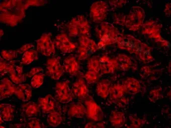 Anti-CD33 antibody used in IHC (Paraffin sections) (IHC-P). GTX37753