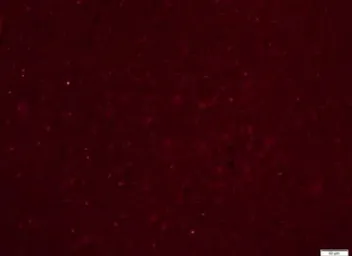 Anti-5-HT2A receptor antibody used in IHC (Frozen sections) (IHC-Fr). GTX37799