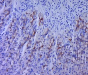 Anti-5-HT2A receptor antibody used in IHC (Paraffin sections) (IHC-P). GTX37799