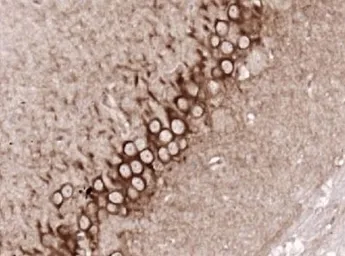Anti-5-HT2A receptor antibody used in IHC (Paraffin sections) (IHC-P). GTX37799