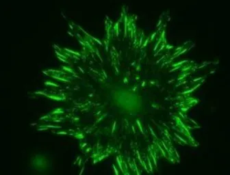 Anti-Talin-2 antibody [53.8] used in Immunocytochemistry/ Immunofluorescence (ICC/IF). GTX38971