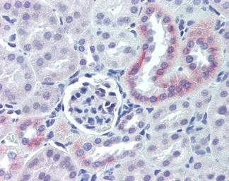 Anti-Nestin antibody used in IHC (Paraffin sections) (IHC-P). GTX39578