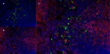 Anti-Ly-6B.2 antibody [7/4] used in IHC (Frozen sections) (IHC-Fr). GTX39795