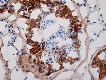 Anti-Inhibin alpha antibody [R1] used in IHC (Frozen sections) (IHC-Fr). GTX40215