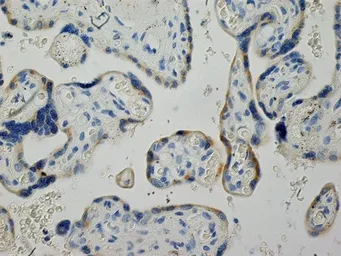 Anti-Inhibin alpha antibody [R1] used in IHC (Paraffin sections) (IHC-P). GTX40215