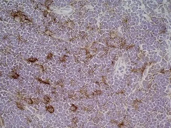 Anti-CD86 antibody [24F] used in IHC (Frozen sections) (IHC-Fr). GTX41787