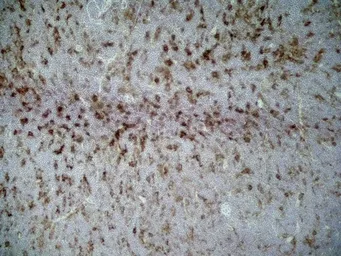 Anti-CD86 antibody [24F] used in IHC (Frozen sections) (IHC-Fr). GTX41787