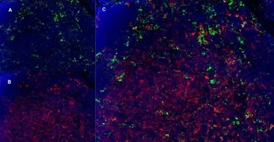 Anti-CD8 alpha antibody [YTS105.18] (Low endotoxin, azide free) used in IHC (Frozen sections) (IHC-Fr). GTX41819