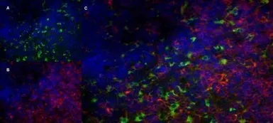Anti-CD68 antibody [FA-11] used in IHC (Frozen sections) (IHC-Fr). GTX41865