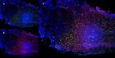Anti-CD68 antibody [FA-11] used in IHC (Frozen sections) (IHC-Fr). GTX41865
