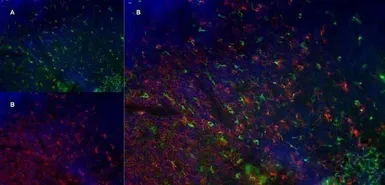 Anti-CD68 antibody [FA-11] used in IHC (Frozen sections) (IHC-Fr). GTX41865