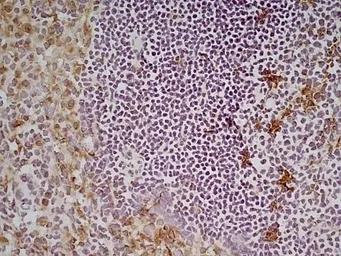 Anti-CD68 antibody [FA-11] used in IHC (Frozen sections) (IHC-Fr). GTX41865