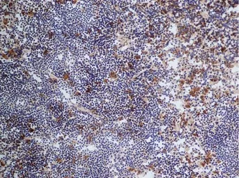 Anti-CD68 antibody [FA-11] used in IHC (Frozen sections) (IHC-Fr). GTX41865