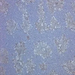 Anti-CD68 antibody [ED1] used in IHC (Paraffin sections) (IHC-P). GTX41868
