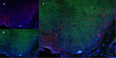 Anti-CD68 antibody [ED1] used in IHC (Frozen sections) (IHC-Fr). GTX41868