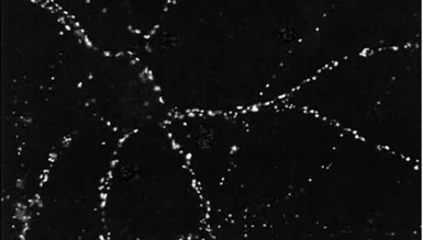 Anti-PSD95 antibody [6G6] used in Western Blot (WB). GTX41974