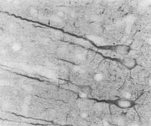 Anti-PSD95 antibody [7E3] used in Immunocytochemistry/ Immunofluorescence (ICC/IF). GTX41975