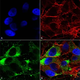 Anti-Nav1.8 antibody [S134-12] used in Immunocytochemistry/ Immunofluorescence (ICC/IF). GTX42021