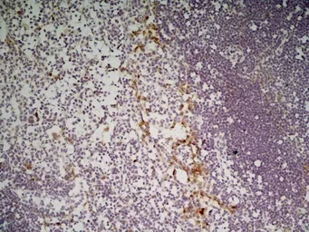 Anti-CLEC10A antibody [ER-MP23] used in IHC (Paraffin sections) (IHC-P). GTX42097