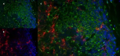 Anti-Mannose Receptor antibody [MR5D3] used in IHC (Frozen sections) (IHC-Fr). GTX42265