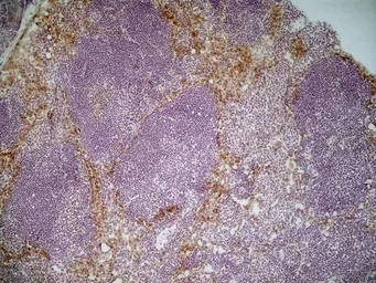 Anti-MSR1 antibody [2F8] used in IHC (Frozen sections) (IHC-Fr). GTX42279