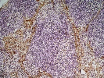 Anti-MSR1 antibody [2F8] used in IHC (Frozen sections) (IHC-Fr). GTX42280