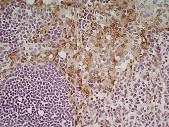 Anti-MSR1 antibody [2F8] used in IHC (Frozen sections) (IHC-Fr). GTX42282