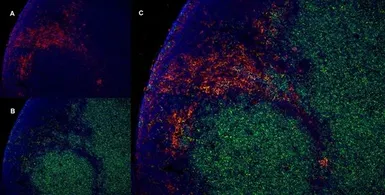Anti-CD169 antibody [ED3] used in IHC (Frozen sections) (IHC-Fr). GTX42356