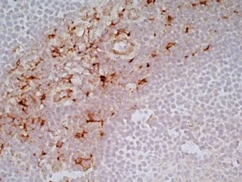 Anti-CD163 antibody [EDHu-1] used in IHC (Frozen sections) (IHC-Fr). GTX42365
