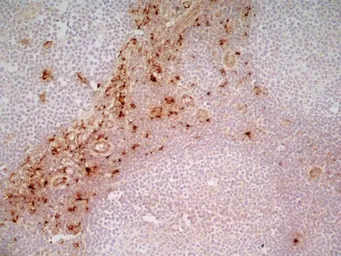 Anti-CD163 antibody [EDHu-1] used in IHC (Frozen sections) (IHC-Fr). GTX42365