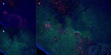 Anti-CD163 antibody [ED2] used in IHC (Frozen sections) (IHC-Fr). GTX42367
