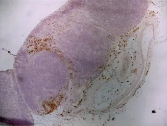 Anti-CD163 antibody [ED2] used in IHC (Frozen sections) (IHC-Fr). GTX42367