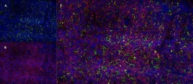 Anti-CD13 antibody [R3-63] (Low endotoxin, azide free) used in IHC (Frozen sections) (IHC-Fr). GTX42442