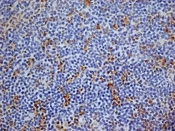 Anti-CD13 antibody [R3-63] (Low endotoxin, azide free) used in IHC (Frozen sections) (IHC-Fr). GTX42442