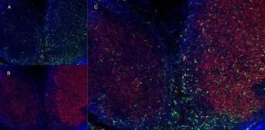 Anti-CD11b antibody [M1/70.15] (Low endotoxin, azide free) used in IHC (Frozen sections) (IHC-Fr). GTX42473