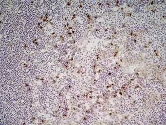 Anti-CD11b antibody [M1/70.15] (Low endotoxin, azide free) used in IHC (Frozen sections) (IHC-Fr). GTX42473