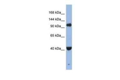 Anti-EIF2C4 antibody, Internal used in Western Blot (WB). GTX44813