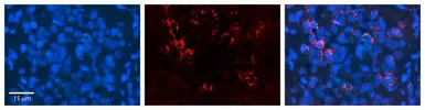 Anti-NOMO1 antibody, C-term used in IHC (Paraffin sections) (IHC-P). GTX45346