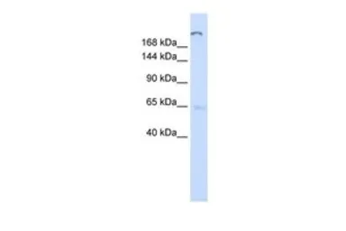 Anti-ATP10D antibody, C-term used in Western Blot (WB). GTX46053