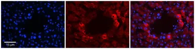 Anti-RABL4 antibody, C-term used in IHC (Paraffin sections) (IHC-P). GTX46248