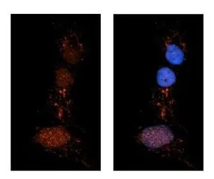 Anti-ERP72 antibody, N-term used in Immunocytochemistry/ Immunofluorescence (ICC/IF). GTX46431