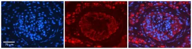 Anti-EPRS antibody, Internal used in IHC (Paraffin sections) (IHC-P). GTX46488