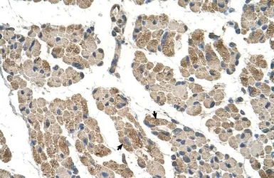 Anti-CLCC1 antibody, N-term used in IHC (Paraffin sections) (IHC-P). GTX46587