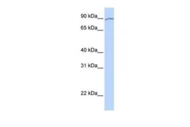 Anti-KIAA0317 antibody, Internal used in Western Blot (WB). GTX46607
