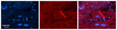 Anti-p22phox antibody, Internal used in IHC (Paraffin sections) (IHC-P). GTX46749