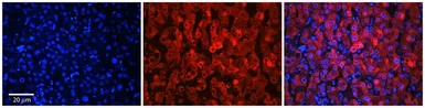 Anti-SLC37A4 antibody, N-term used in IHC (Paraffin sections) (IHC-P). GTX46846