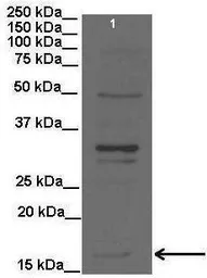 Anti-PEMT antibody, C-term used in Western Blot (WB). GTX46871